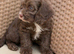 Chocolate cavapoos