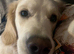 Cream golden retriever stud