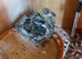 Pigeons for sale
