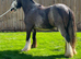 Blue roan riding gelding GELDING