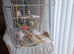 Beautiful budgie for sale