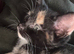 Adorable female tortoiseshell kitten