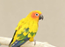 Baby Sun Conure