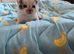 Bengal cross kittens