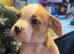 American bulldog *ready to go*