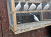White racein pigeon s