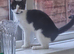Blk/white female kitten ready to go to forever home