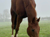 16.1 Chestnut gelding 6yrs