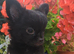 1 lilac & 1 black long coat chihuahua male pups