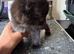 1 beautiful black kitten