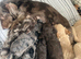 READY NOW doxiepoo pups 1x Girl 2x males
