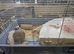 Syrian hamster
