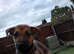 German Shepherd cross Belgian mali