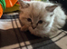 Ragdoll kittens for sale