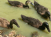 Indian runner ducks - 6 weeks old NN1