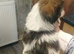 Lhasa Apso puppies for sale