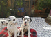 New litter of Dalmatian pups