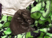 Chinchilla Persian X Siamese kitten