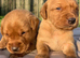 Beautiful KC reg Labrador Puppies