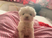 Beautiful Bichon Frise Puppies - 3 Girls & 1 Boy Available