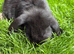 Beautiful mini lop bunnies