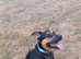 German shepherd cross rottweiler