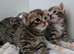 Lovely polka dots and stripped kittens