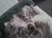 Female Maine coon