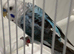 Ring number 60 red ring 2024 bred OPALINE SKY BLUE MALE BLACKWINGS