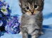 Stunning mainecoon babys
