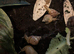 12 healthy baby giant African land snails