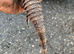 BREEDING PAIR OF SPINEY TAILED IGUANAS