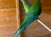 Barraband pair
