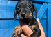 Miniature dapple dachshunds
