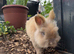 Dwarf Lionhead Boy