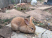 Mixed breed female rabbits for sale