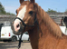 Sec A gelding