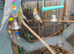 Avairy normal grey bird
