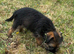 Cracking kc slem free border terrier bitch puppy