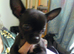 Chihuahua Puppies for Sale