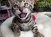 Pure Bengal kittens mum and dad TICA registered