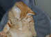Kitten