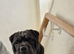Shar-pei x Ridgeback mixed bread