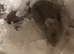 Dwarf hamster