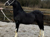 STRIKING WELSH COB COLT