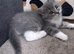 British Longhair Kittens