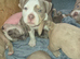 Pocket American Bully Puppies