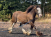 Shire x cob