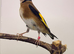 2024 goldfinch cock very healthy