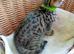 Bengal × Blue British Shorthair Kittens Ready Now